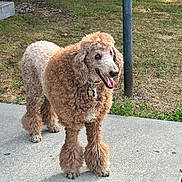 Jasper joined the competition — help win amazing prizes! animal, canine, collar, curly_fur, daytime, dog, fur, grass, happy, metal_pole, nature, outdoor, pet, poodle, sidewalk, tag, tongue_out, tree, two_tone, walking