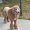 animal, canine, collar, curly_fur, daytime, dog, fur, grass, happy, metal_pole, nature, outdoor, pet, poodle, sidewalk, tag, tongue_out, tree, two_tone, walking