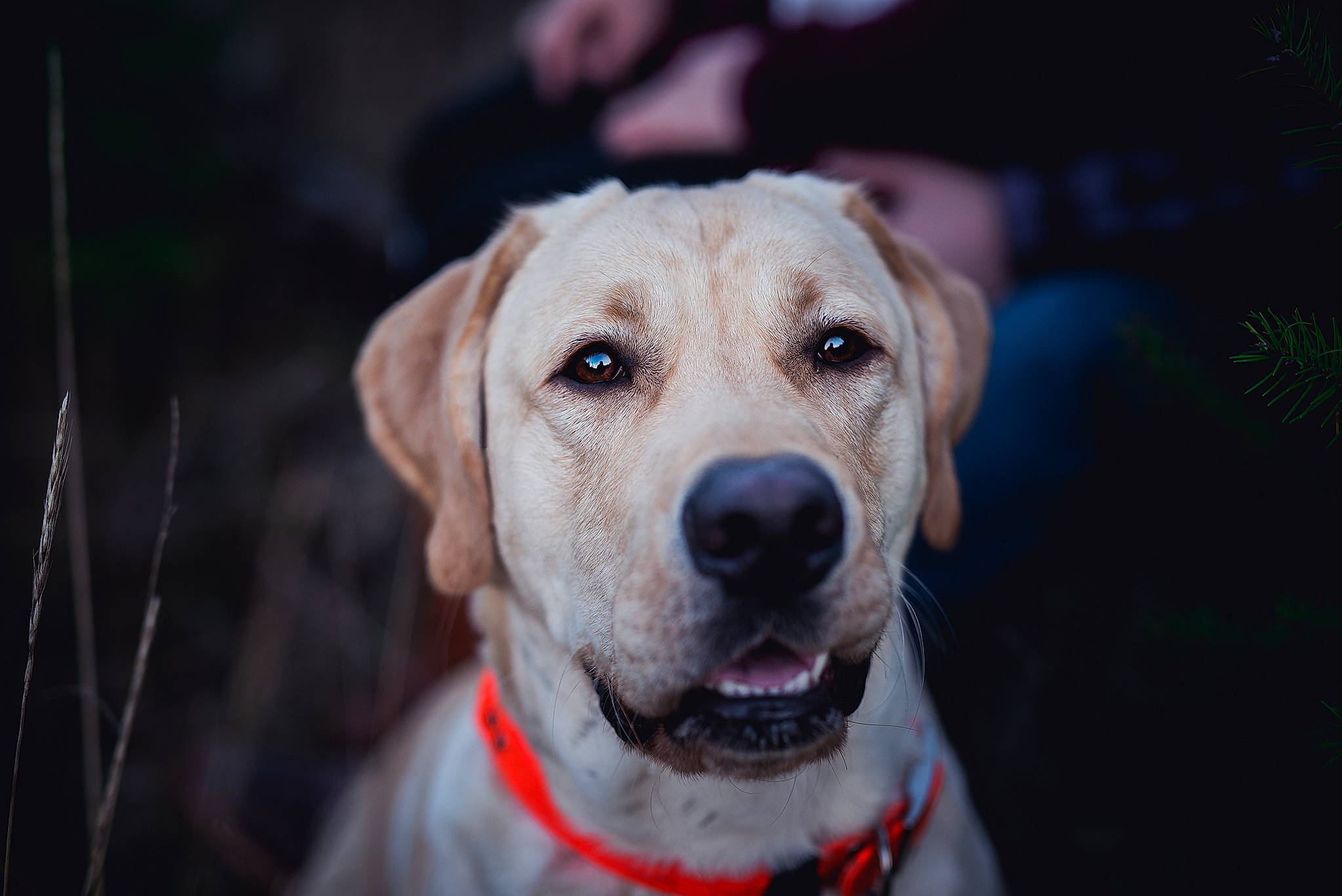 Brooks joined the competition — help win amazing prizes! beagador, canidae, carnivore, companion_dog, dog, dog_breed, eye, fawn, golden_retriever, hunting_dog, labrador_retriever, mammal, nose, puppy, rare_breed_dog, retriever, snout, sporting_group, vertebrate, whiskers
