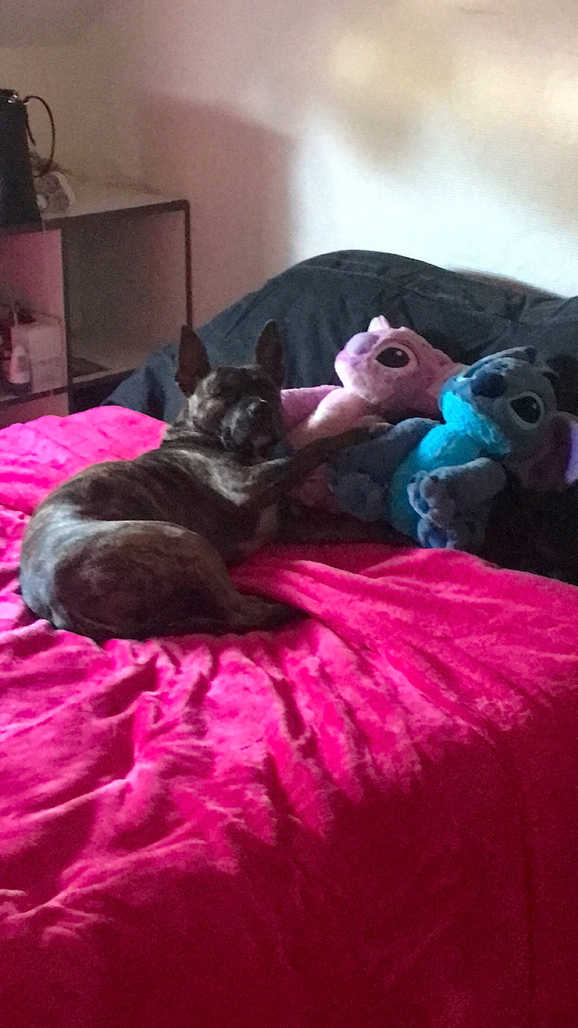 Pearly participe au concours pour gagner de l'argent avec cette photo : canidae, carnivore, cat, couch, dog, dog_breed, fawn, felidae, french_bulldog, furniture, kitten, magenta, nap, non_sporting_group, pink, puppy, russian_blue