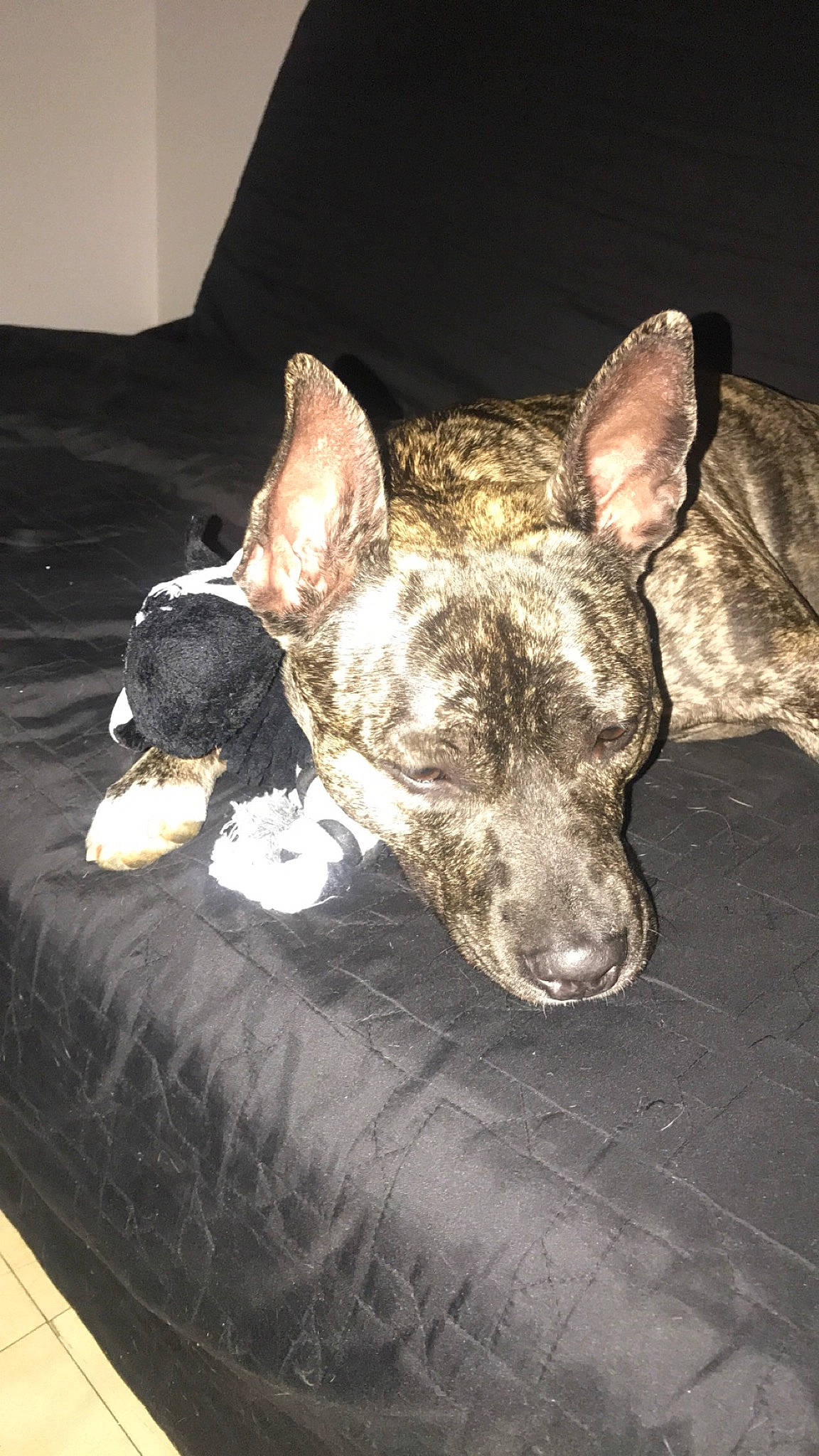 Pearly participe au concours pour gagner de l'argent avec cette photo : bull_and_terrier, bull_terrier, bull_terrier_miniature, canidae, carnivore, dog, dog_breed, ear, fawn, mammal, non_sporting_group, snout, vertebrate