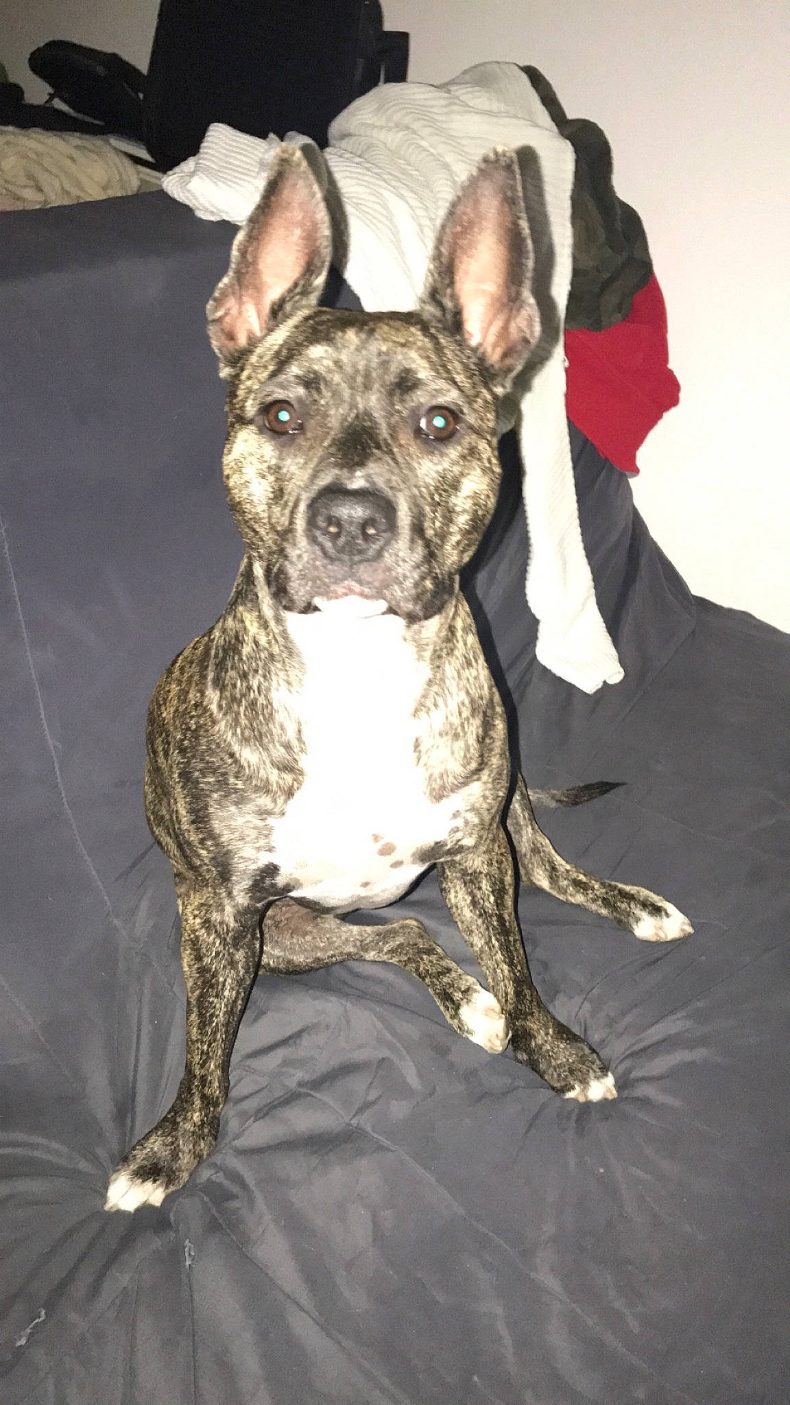 Pearly a rejoint le concours — aidez-le/la à gagner de superbes lots ! alano_espanol, alaunt, american_pit_bull_terrier, american_staffordshire_terrier, bull_and_terrier, canidae, carnivore, catahoula_bulldog, companion_dog, dog, dog_breed, fawn, mammal, non_sporting_group, old_english_terrier, rare_breed_dog, snout, sporting_group, treeing_tennessee_brindle, vertebrate