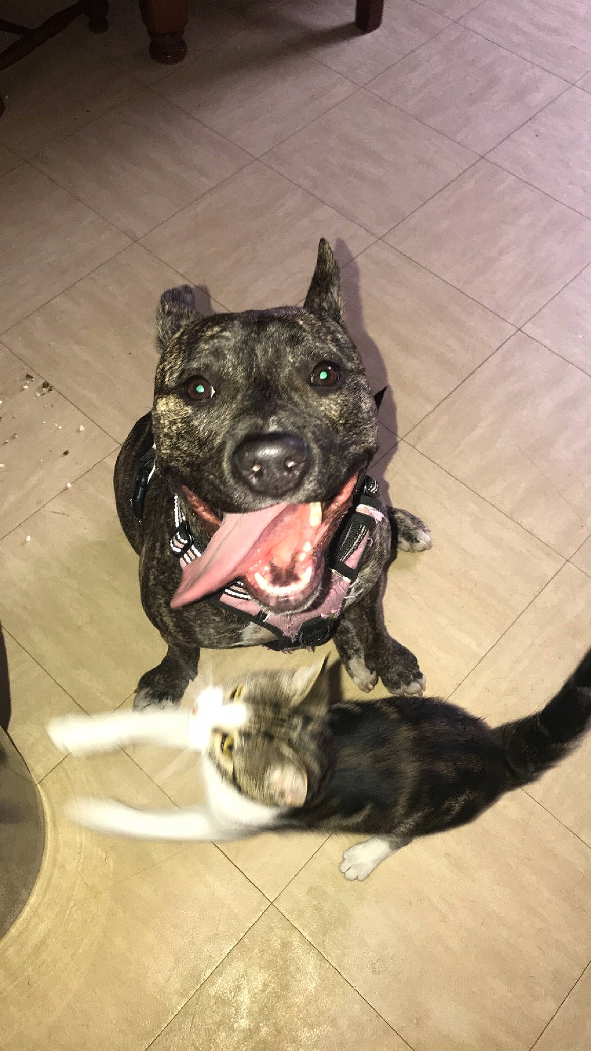 Pearly participe au concours pour gagner de l'argent avec cette photo : alaunt, american_pit_bull_terrier, american_staffordshire_terrier, bandog, bull_and_terrier, canidae, carnivore, dog, dog_breed, fawn, guard_dog, mammal, non_sporting_group, perro_de_presa_canario, pit_bull, rare_breed_dog, snout, staffordshire_bull_terrier, vertebrate