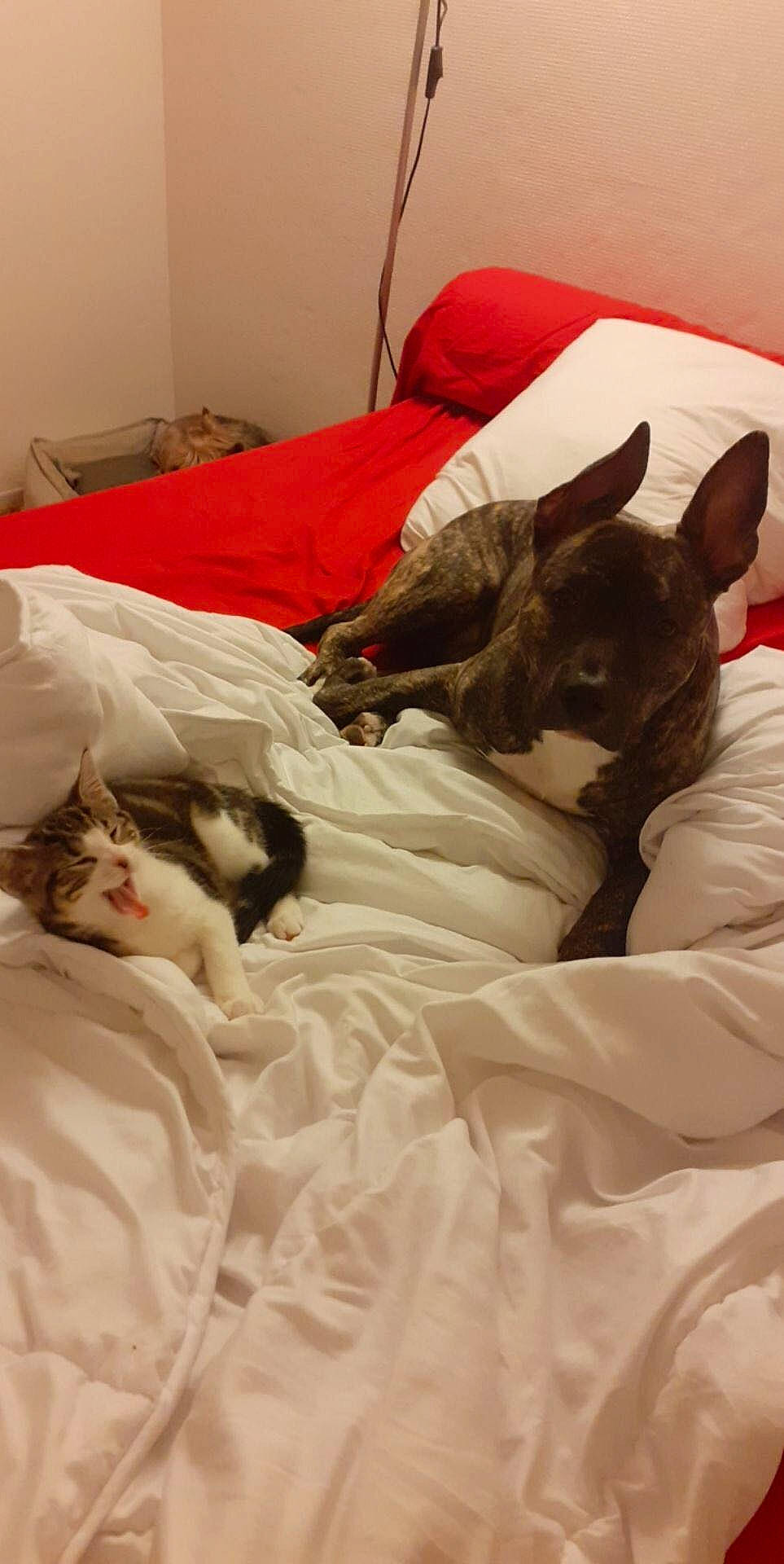 Mimi participe au concours pour gagner de l'argent avec cette photo : bed, canidae, carnivore, cat, comfort, companion_dog, dog_breed, ear, felidae, fur, kitten, nap, sleep, small_to_medium_sized_cats, whiskers