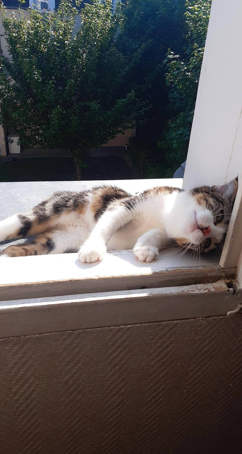 Mimi a rejoint le concours — aidez-le/la à gagner de superbes lots ! aegean_cat, carnivore, cat, domestic_short_haired_cat, european_shorthair, fawn, felidae, fur, kitten, paw, polydactyl_cat, small_to_medium_sized_cats, tail, whiskers