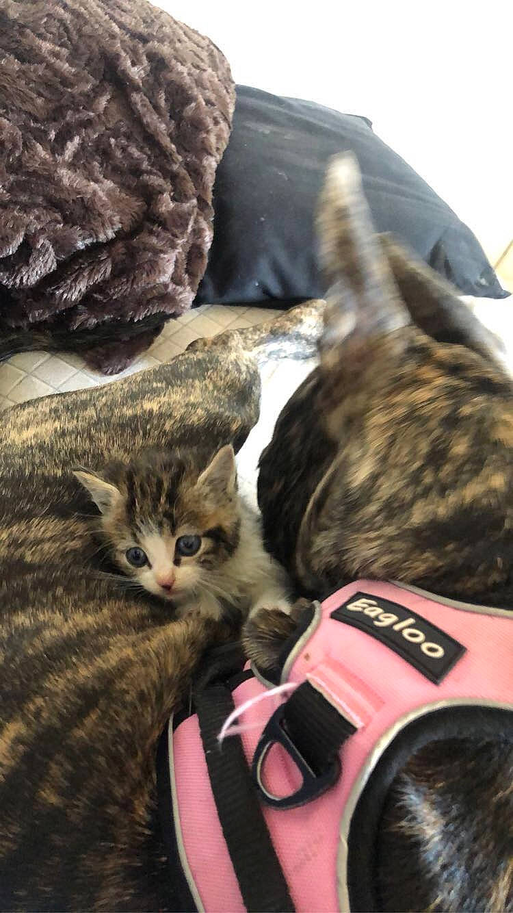 Mimi participe au concours pour gagner de l'argent avec cette photo : american_shorthair, carnivore, cat, domestic_short_haired_cat, dragon_li, european_shorthair, felidae, fur, kitten, small_to_medium_sized_cats, tabby_cat, whiskers