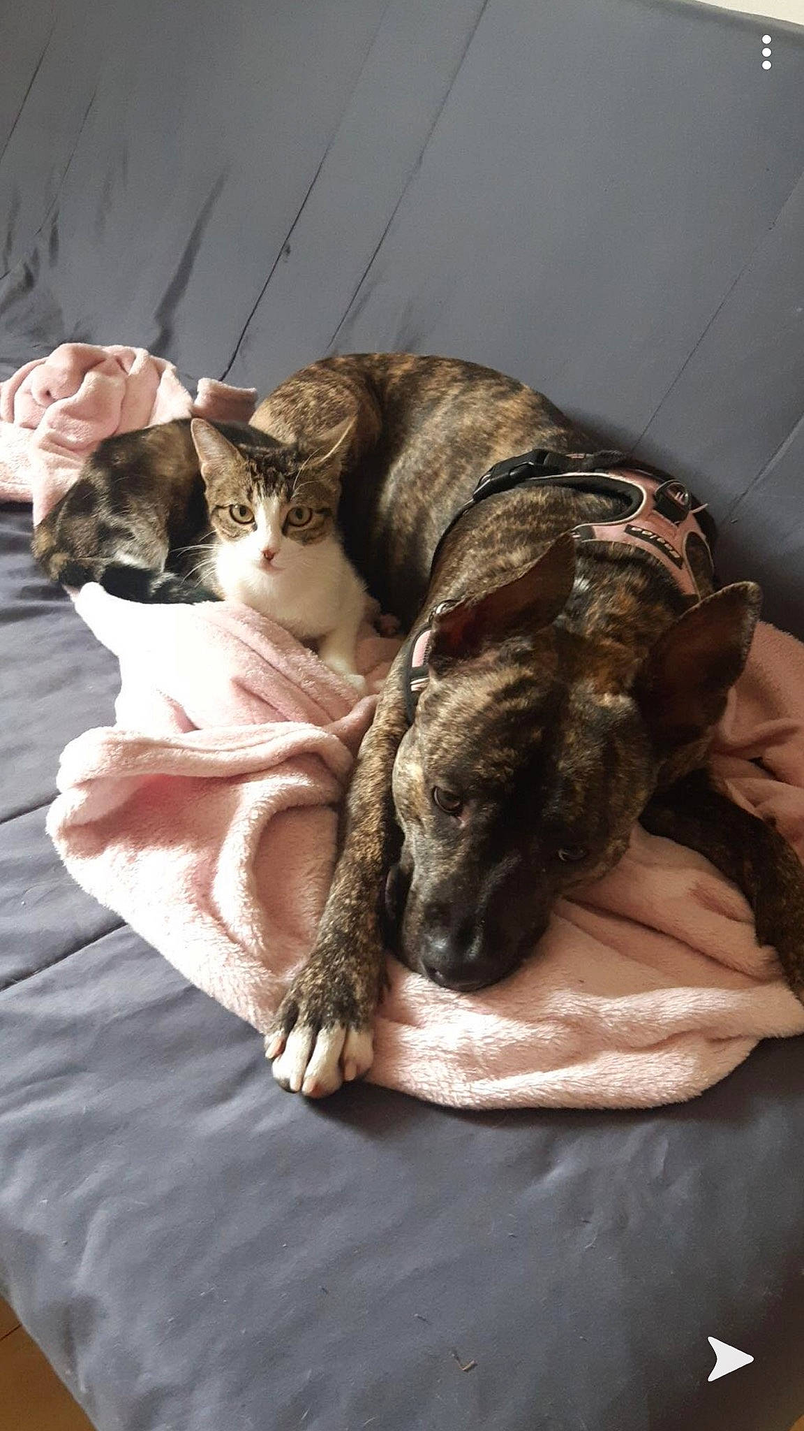 Mimi a rejoint le concours — aidez-le/la à gagner de superbes lots ! alaunt, american_bulldog, canidae, carnivore, companion_dog, dog, dog_breed, nap, non_sporting_group, olde_english_bulldogge, perro_de_presa_canario, pit_bull