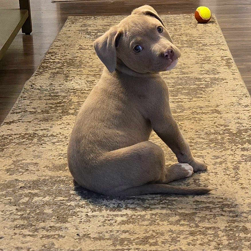Milo is registered to the contest to win money with this photo: animal, ball, canine, dog, door, furniture, hardwood, homedecor, hound, indoors, labradorretriever, mat, pet, puppy, sphere, sport, table, tennis, tennisball, wood