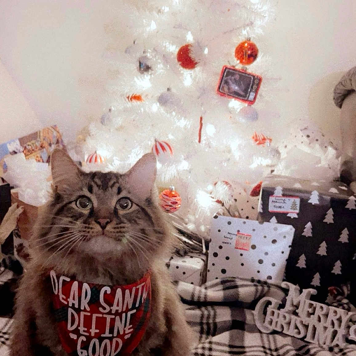 Buddah is registered to the contest to win money with this photo: cat, tabby_cat, bandana, christmas_tree, ornaments, presents, plaid_blanket, holiday, festive, indoor, decorations, pet, cute, furry, animal, christmas, celebration, cozy, lights, seasonal