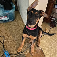 Luna joined the competition — help win amazing prizes! brown_and_black, carpet, chewed_floor, cord, curious, dog, ear_flop, floor, furniture, home, indoor, looking_up, pet, pink_collar, plastic_container, playful, puppy, toy, wood_floor, young_dog
