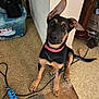 brown_and_black, carpet, chewed_floor, cord, curious, dog, ear_flop, floor, furniture, home, indoor, looking_up, pet, pink_collar, plastic_container, playful, puppy, toy, wood_floor, young_dog