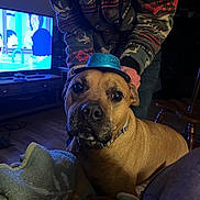 Scrappy is registered to the contest to win money with this photo: animation, blanket, blue_hat, brown_dog, close_up, collar, cozy, curious, dog, furniture, hand, hat, indoor, jacket, living_room, patterned_clothing, person, pet, television, wood_floor