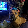 animation, blanket, blue_hat, brown_dog, close_up, collar, cozy, curious, dog, furniture, hand, hat, indoor, jacket, living_room, patterned_clothing, person, pet, television, wood_floor