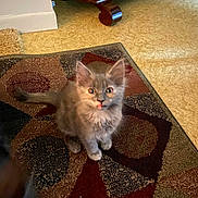 Tiny is registered to the contest to win money with this photo: animal, carpet, cat, curious, cute, domestic, ears, feline, floor, fluffy, gray_cat, household, indoor, kitten, pet, rug, small, tail, whiskers, young