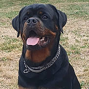 Vénom participe au concours pour gagner de l'argent avec cette photo : rottweiler, dog, canine, pet, outdoor, grass, tongue_out, collar, black_and_tan, happy, animal, mammal, portrait, sitting, nature, friendly, companion, domestic_animal, chain_collar, summer