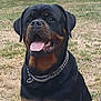 animal, black_and_tan, canine, chain_collar, collar, companion, dog, domestic_animal, friendly, grass, happy, mammal, nature, outdoor, pet, portrait, rottweiler, sitting, summer, tongue_out