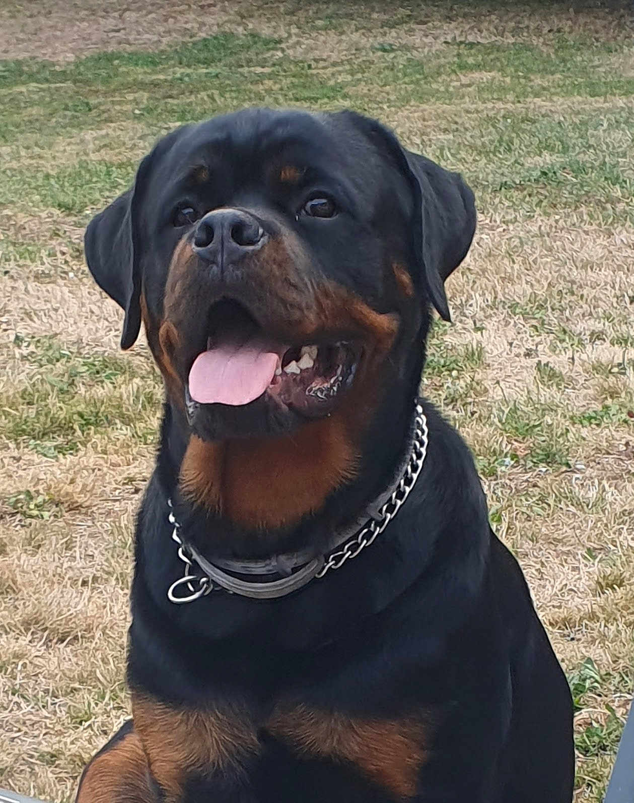Vénom participe au concours pour gagner de l'argent avec cette photo : rottweiler, dog, canine, pet, outdoor, grass, tongue_out, collar, black_and_tan, happy, animal, mammal, portrait, sitting, nature, friendly, companion, domestic_animal, chain_collar, summer