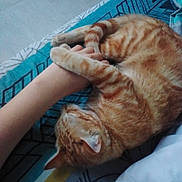 Angle a rejoint le concours — aidez-le/la à gagner de superbes lots ! affection, animal, arm, bed, blanket, cat, closeup, comfort, cute, domestic_animal, feline, fur, human, indoor, orange_tabby, paw, pet, resting, sleepy, striped