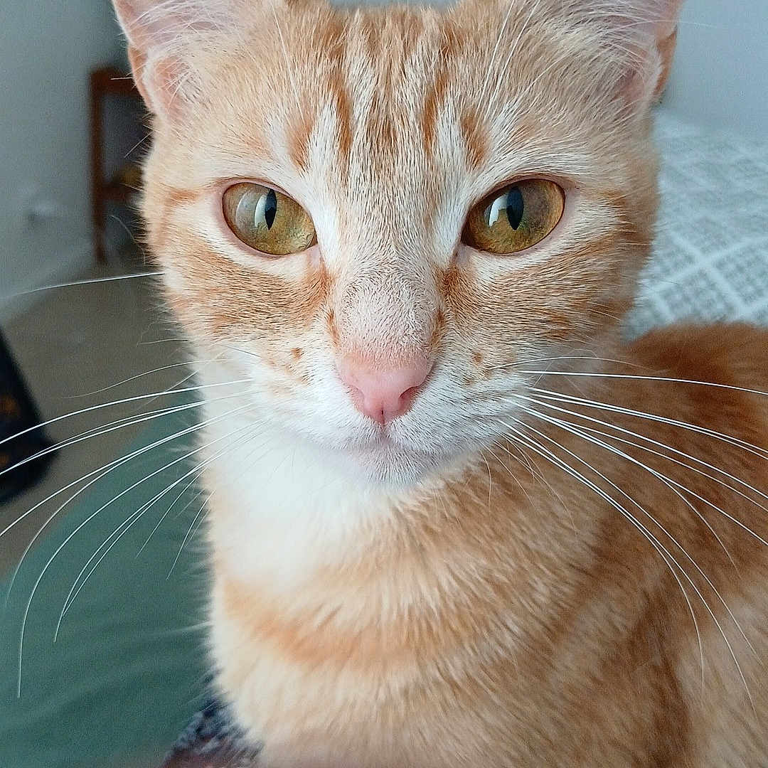 Angle a rejoint le concours — aidez-le/la à gagner de superbes lots ! animal, background_blur, cat, close_up, curious, cute, domestic_cat, ears, face, feline, fur, green_eyes, indoor, looking, nose, orange_tabby, pet, portrait, soft_light, whiskers