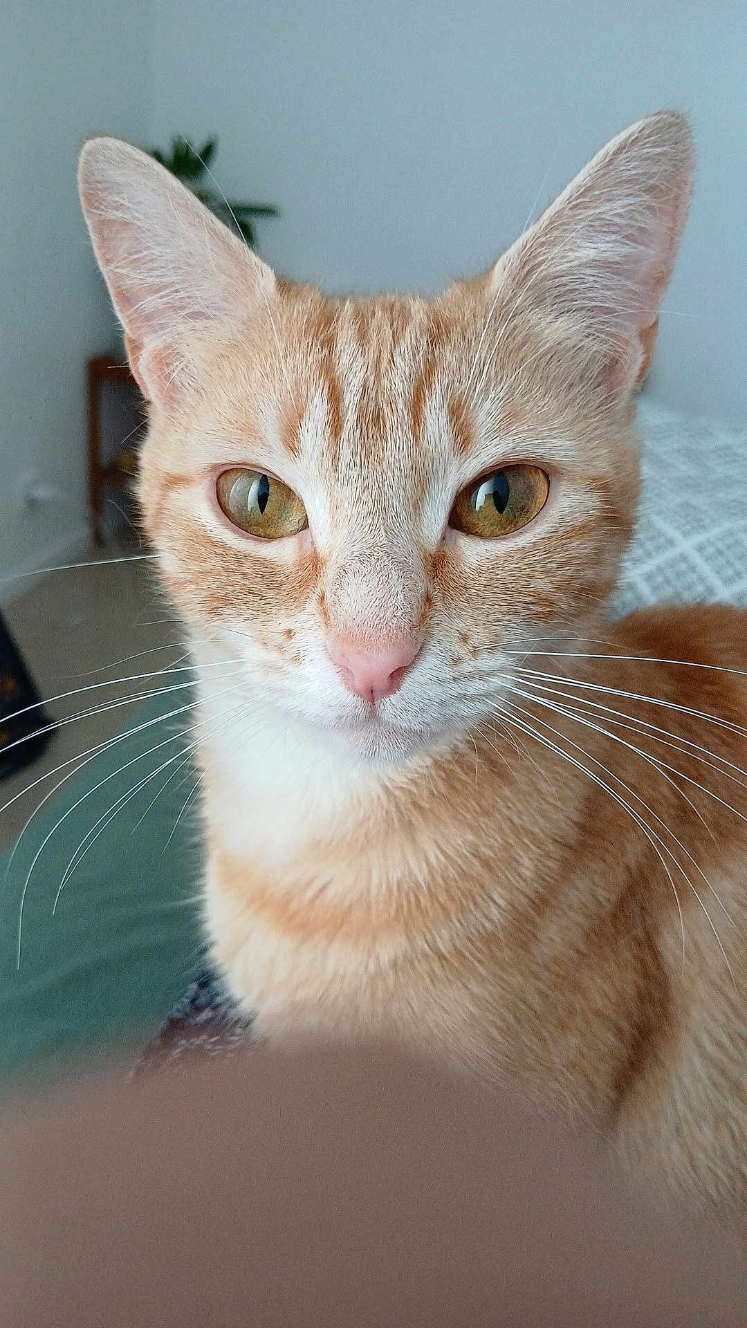 Angle a rejoint le concours — aidez-le/la à gagner de superbes lots ! animal, background_blur, cat, close_up, curious, cute, domestic_cat, ears, face, feline, fur, green_eyes, indoor, looking, nose, orange_tabby, pet, portrait, soft_light, whiskers