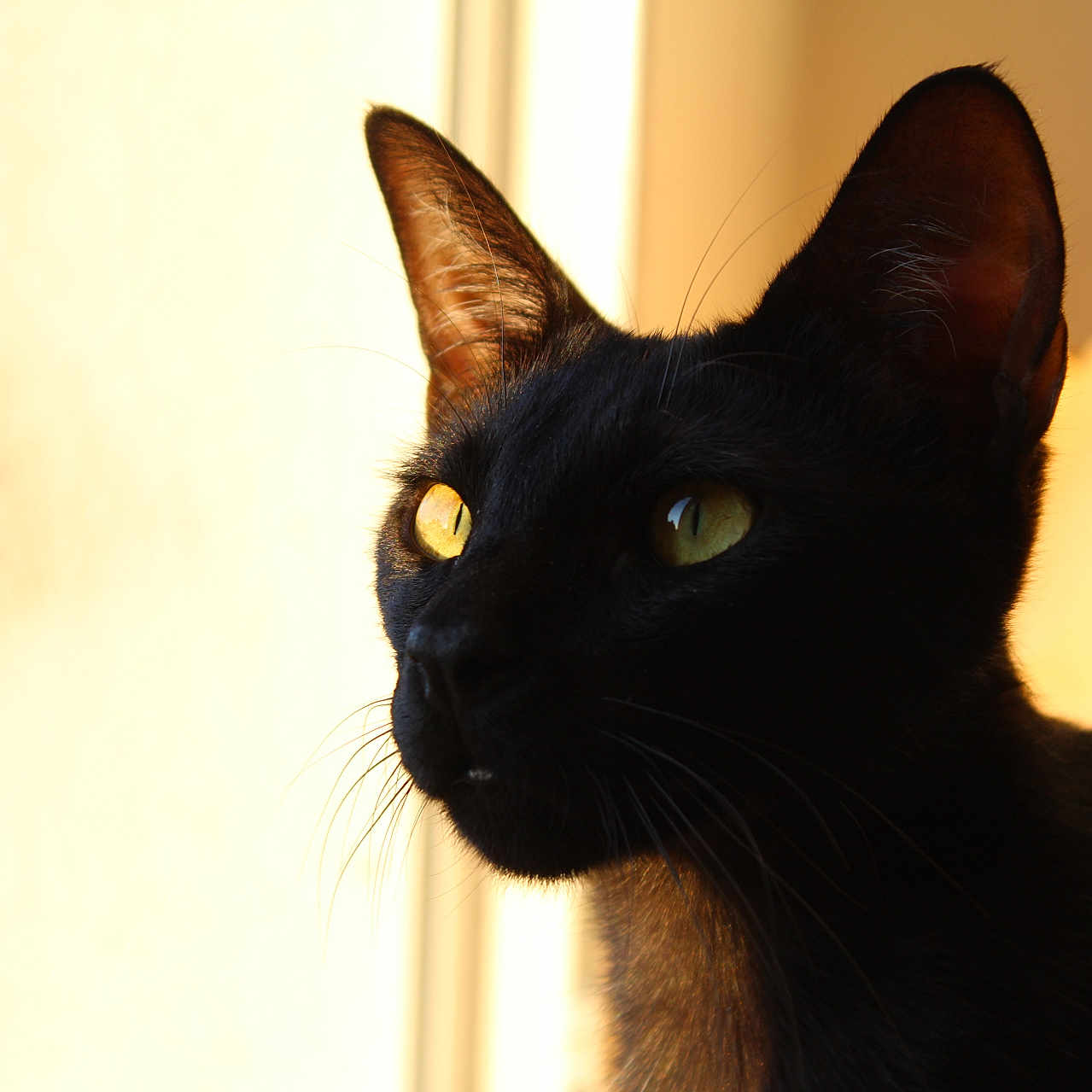 Kiûby participe au concours pour gagner de l'argent avec cette photo : abyssinian, animal, blackcat, cat, manx, pet