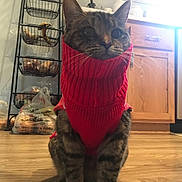 Noodle is registered to the contest to win money with this photo: cat, tabby_cat, red_sweater, pet_clothing, indoor, wooden_floor, kitchen, cabinet, metal_rack, groceries, banana, plastic_bags, curious, alert, sitting, whiskers, feline, domestic_animal, household, fur