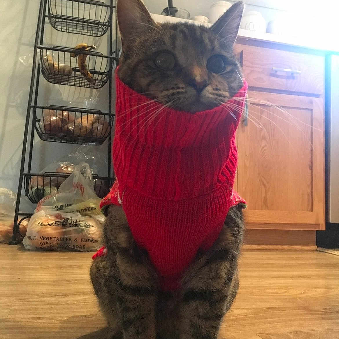 Noodle is registered to the contest to win money with this photo: alert, banana, cabinet, cat, curious, domestic_animal, feline, fur, groceries, household, indoor, kitchen, metal_rack, pet_clothing, plastic_bags, red_sweater, sitting, tabby_cat, whiskers, wooden_floor