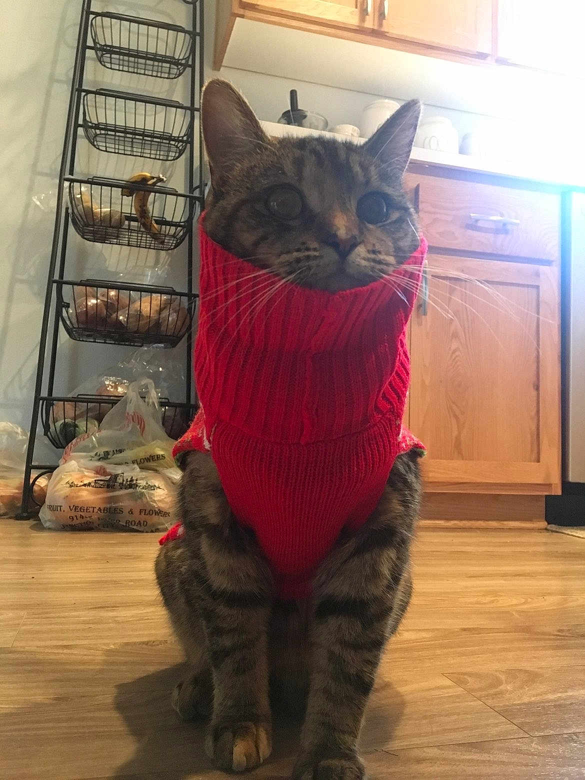 Noodle is registered to the contest to win money with this photo: cat, tabby_cat, red_sweater, pet_clothing, indoor, wooden_floor, kitchen, cabinet, metal_rack, groceries, banana, plastic_bags, curious, alert, sitting, whiskers, feline, domestic_animal, household, fur