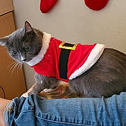 Gracie joined the competition — help win amazing prizes! cat, gray_cat, pet, animal, indoor, clothing, holiday, santa_outfit, jeans, human_leg, foot, stockings, christmas, furniture, cozy, curious, domestic_animal, cute, costume, wall