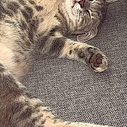 Lady participe au concours pour gagner de l'argent avec cette photo : animal, cat, closeup, couch, cozy, cute, domestic, feline, fur, indoor, mammal, paw, peaceful, pet, relaxed, resting, sleeping, soft, tabby, whiskers