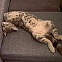 Lady participe au concours pour gagner de l'argent avec cette photo : animal, cat, comfortable, couch, cozy, cute, domestic, feline, fur, gray, indoor, living_room, nap, pet, relaxed, resting, sleeping, soft, spotted, upside_down