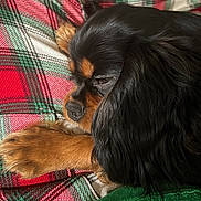 Ella is registered to the contest to win money with this photo: dog, cavalier_king_charles_spaniel, sleeping, close_up, paw, fur, black_and_tan, plaid_blanket, cozy, resting, indoor, pet, animal, cute, portrait, canine, soft, relaxing, holiday_colors, snout