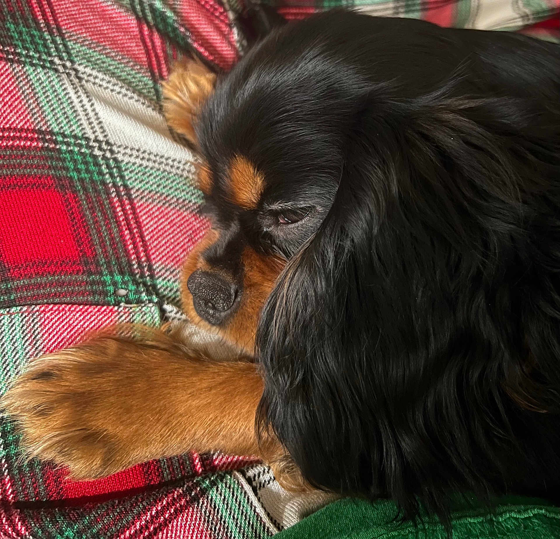 Ella is registered to the contest to win money with this photo: dog, cavalier_king_charles_spaniel, sleeping, close_up, paw, fur, black_and_tan, plaid_blanket, cozy, resting, indoor, pet, animal, cute, portrait, canine, soft, relaxing, holiday_colors, snout