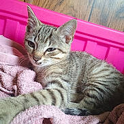 Xavier is registered to the contest to win money with this photo: kitten, cat, tabby, paw, towel, pink, container, sleepy, cute, pet, feline, striped, fur, indoor, relaxed, wood_floor, closeup, young_animal, resting, cozy