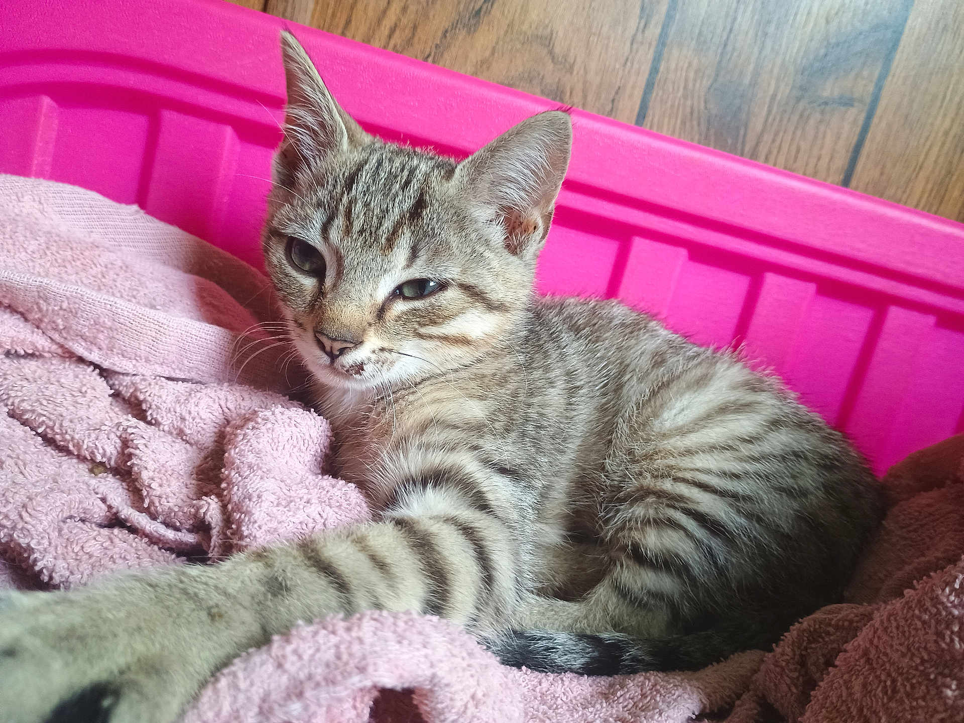 Xavier is registered to the contest to win money with this photo: kitten, cat, tabby, paw, towel, pink, container, sleepy, cute, pet, feline, striped, fur, indoor, relaxed, wood_floor, closeup, young_animal, resting, cozy