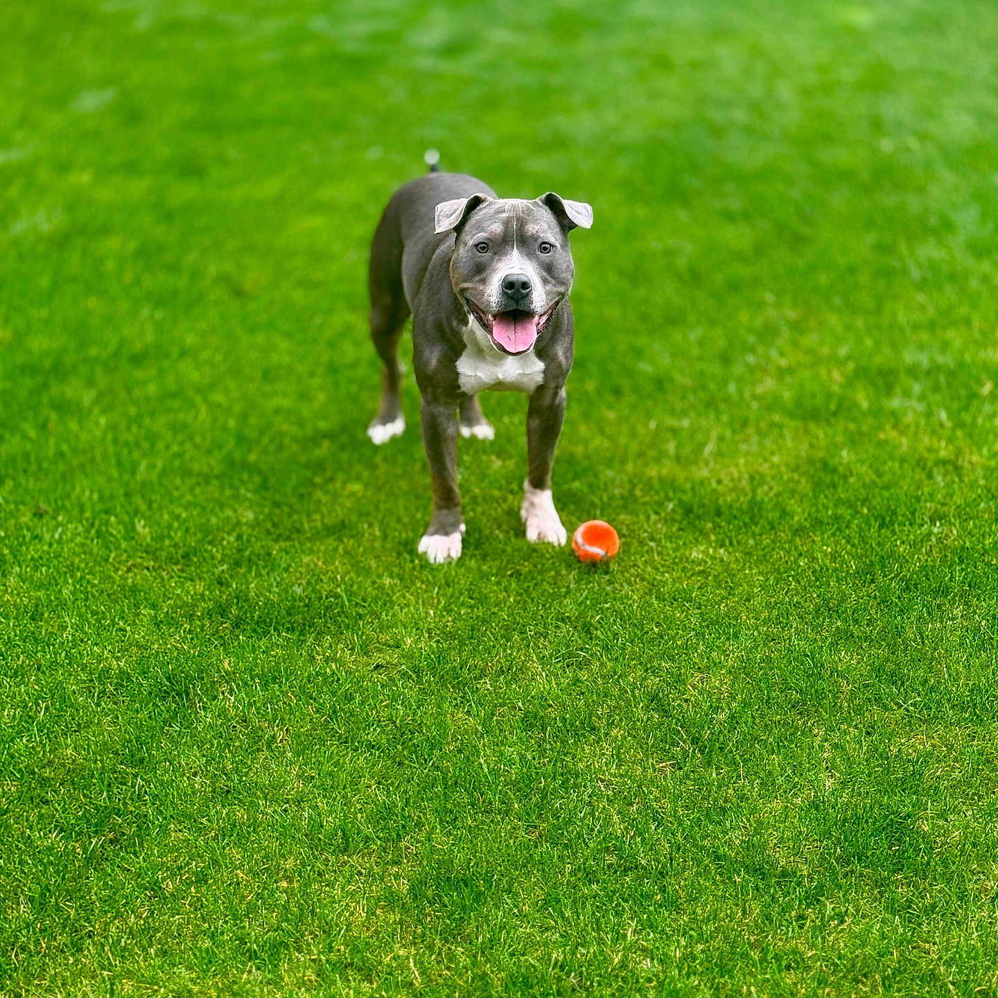 Moose is registered to the contest to win money with this photo: animal, ball, canine, cute, daylight, dog, ears, friendly, fur, grass, greenery, happy, lawn, nature, outdoor, pet, playing, smiling, standing, tongue_out