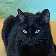 Shainy participe au concours pour gagner de l'argent avec cette photo : black_cat, cat, pet, animal, feline, green_eyes, whiskers, fur, indoor, resting, close_up, portrait, cute, domestic_cat, calm, relaxed, looking, ears, nose, table