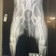 Star Baby joined the competition — help win amazing prizes! anatomy, black_and_white, bone_structure, bones, diagnostic, digital_screen, dog, femur, hip_joint, imaging, joint, limbs, medical_image, pelvis, radiograph, scan, skeletal_system, skeleton, veterinary, xray