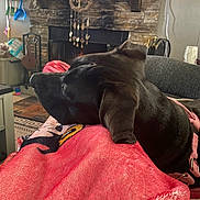 Star Baby is registered to the contest to win money with this photo: dog, black_dog, blanket, red_blanket, indoor, fireplace, home_decor, furniture, resting, relaxed, canine, pet, cozy, living_room, pink_harness, fabric, comfort, side_view, ear, snout