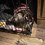 dog, crate, metal_bars, pink_harness, blanket, toy, rope_toy, wooden_floor, pet, indoor, resting, sleeping, fur, animal, cage, comfort, domestic, closeup, quiet, household