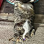 Baxter joined the competition — help win amazing prizes! cat, tabby, pet, animal, indoor, carpet, wooden_floor, collar, relaxed, belly_up, fur, whiskers, ears, cute, domestic, mammal, striped, sleepy, resting, feline