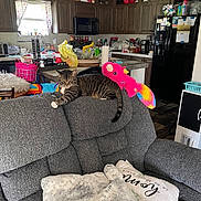 Baxter joined the competition — help win amazing prizes! cat, tabby_cat, plush_toy, gray_recliner, couch, kitchen, wooden_cabinets, window, curtains, pillow, blanket, living_room, indoor, household_items, recliner_backrest, natural_light, colorful_toy, relaxed, furniture, pet