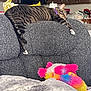 Baxter is registered to the contest to win money with this photo: cat, tabby, couch, gray, plush_toy, colorful, indoor, furniture, blanket, kitchen, microwave, relaxing, stretching, pet, domestic_animal, cozy, fabric, home, animal, resting