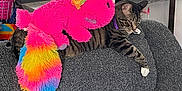 Baxter joined the competition — help win amazing prizes! cat, tabby_cat, plush_toy, rainbow_colors, pink, couch, gray_fabric, living_room, kitchen, domestic, pet, feline, relaxed, indoor, furniture, home, colorful, toy, animal, resting