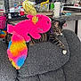cat, tabby_cat, plush_toy, rainbow_colors, pink, couch, gray_fabric, living_room, kitchen, domestic, pet, feline, relaxed, indoor, furniture, home, colorful, toy, animal, resting