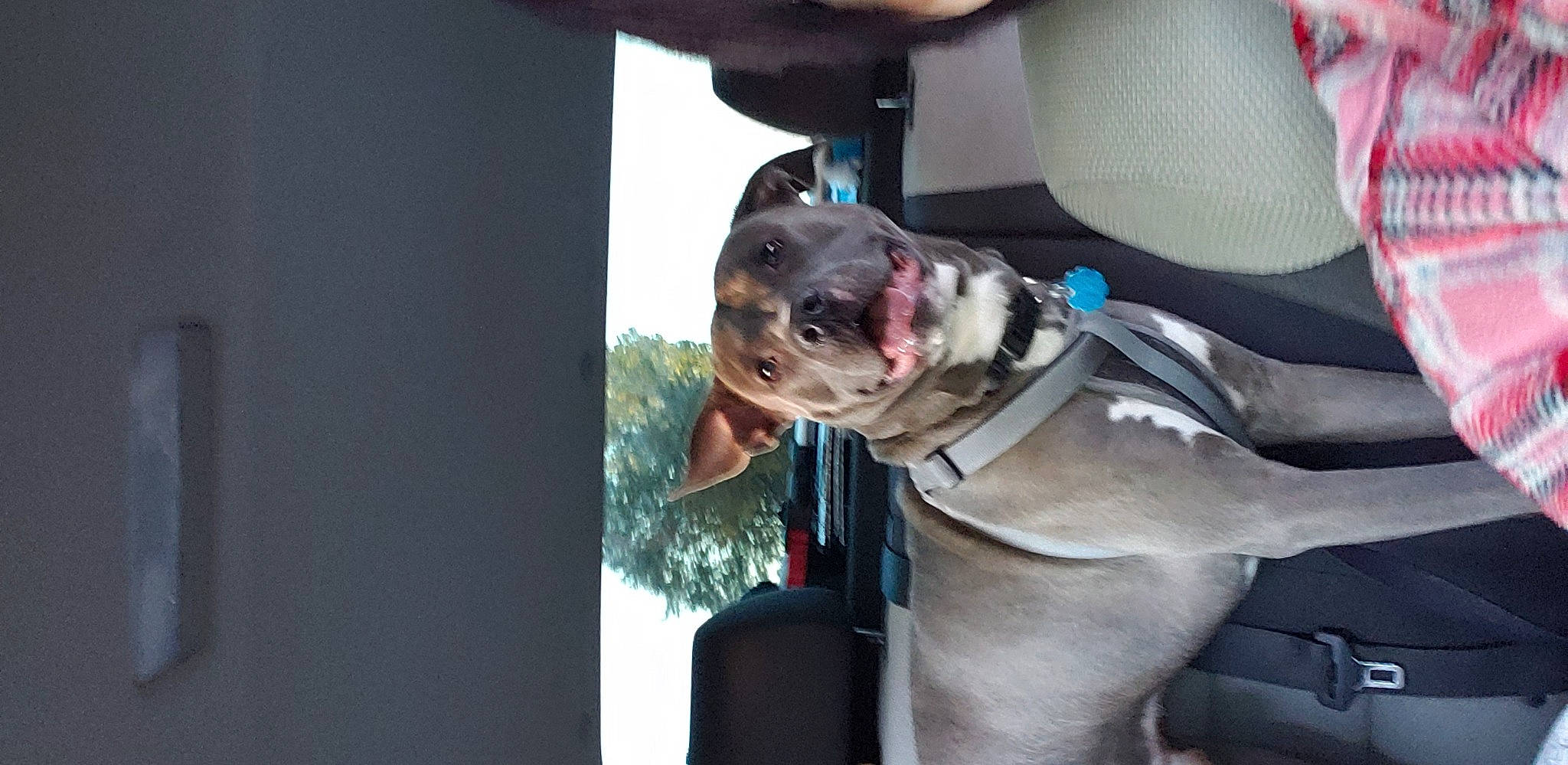 Mojo joined the competition — help win amazing prizes! carnivore, collar, companion_dog, dog, dog_breed, dog_collar, fawn, guard_dog, leash, liver, non_sporting_group, pet_supply, snout, sporting_group, whiskers, working_animal, working_dog