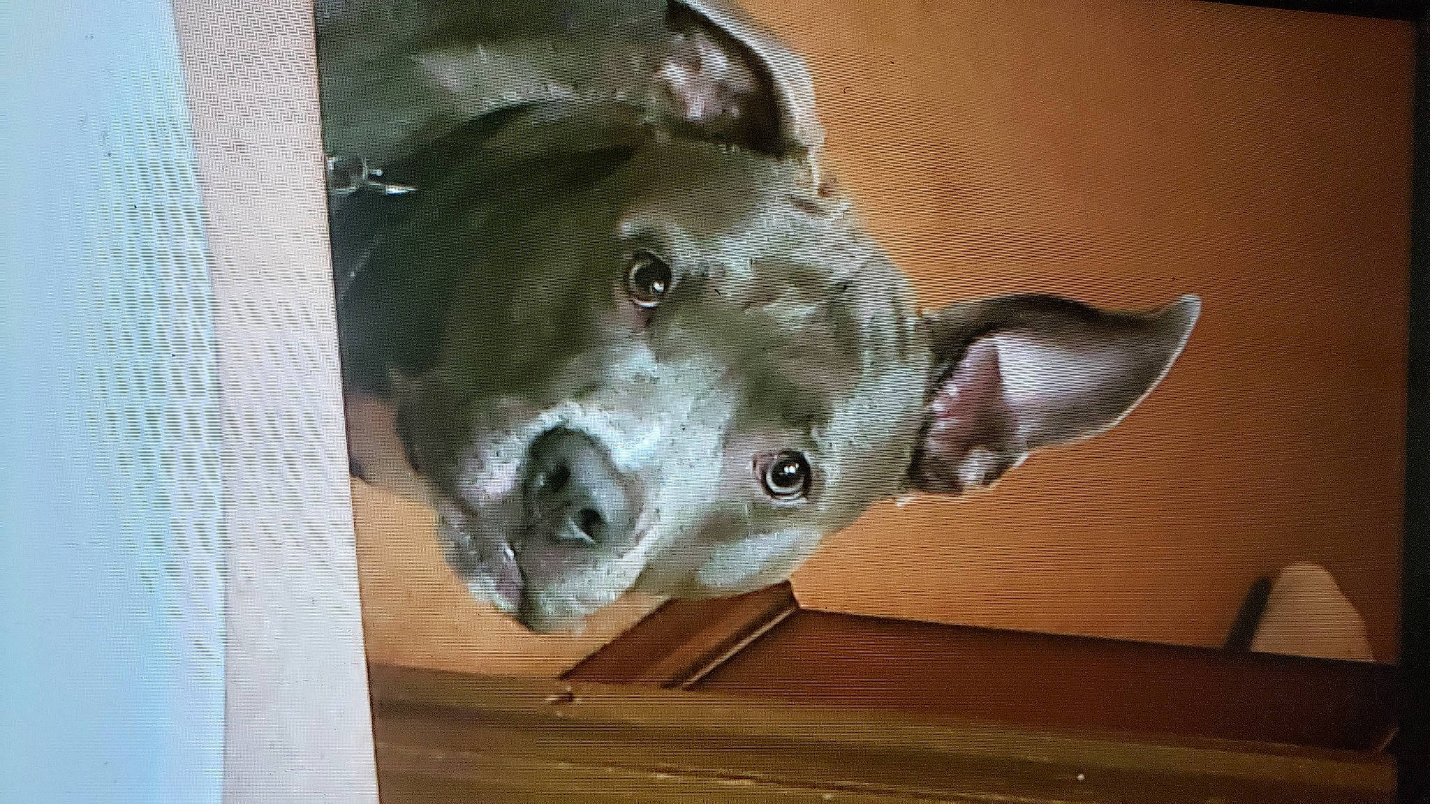 Mojo is registered to the contest to win money with this photo: art, artifact, canidae, carnivore, dog, dog_breed, ear, fawn, non_sporting_group, sculpture, snout, sporting_group, whiskers, wood, working_animal