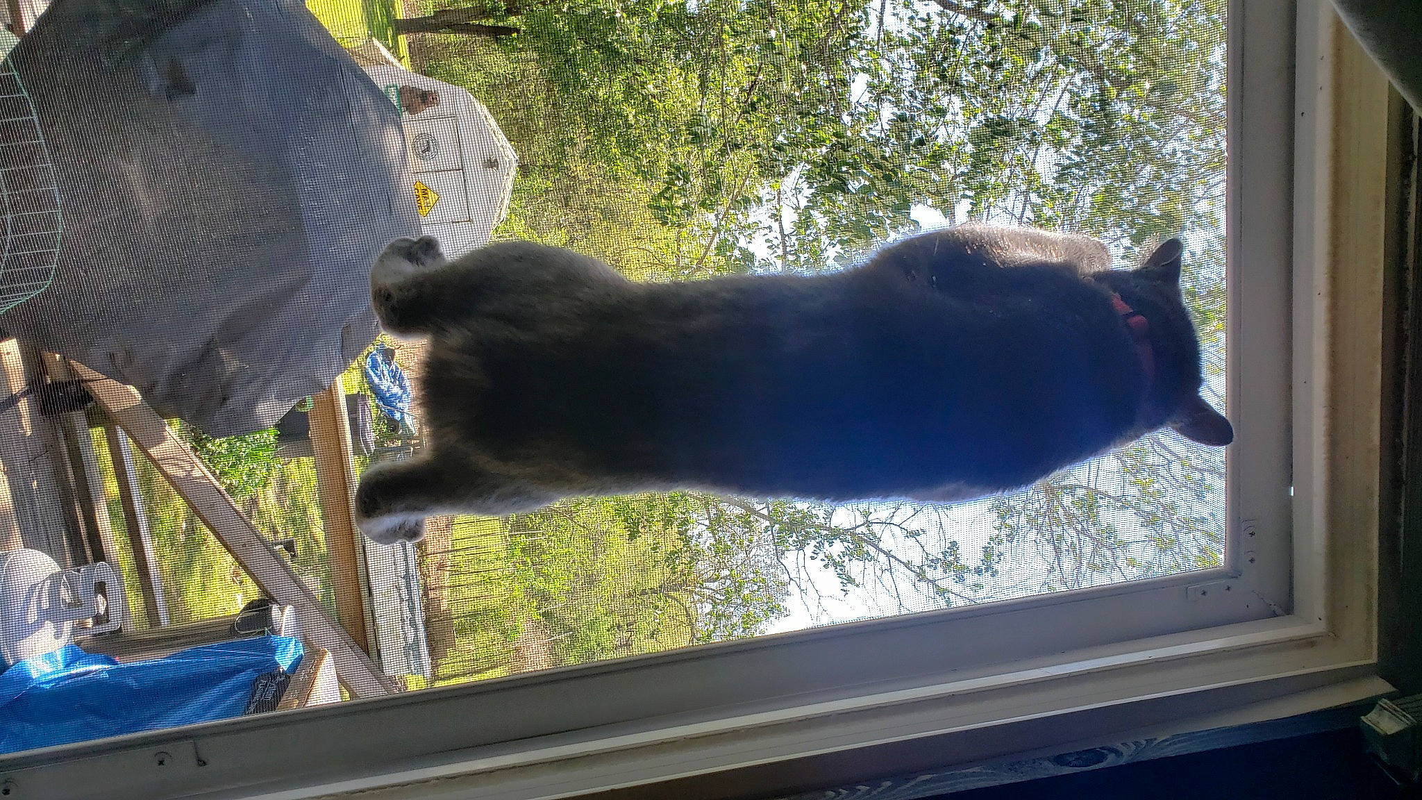 Gypsy joined the competition — help win amazing prizes! carnivore, cat, domestic_short_haired_cat, fawn, felidae, grass, leaf, mammal, plant, shade, small_to_medium_sized_cats, tail, terrestrial_animal, tints_and_shades, tree, trunk, vertebrate, whiskers, window, wood