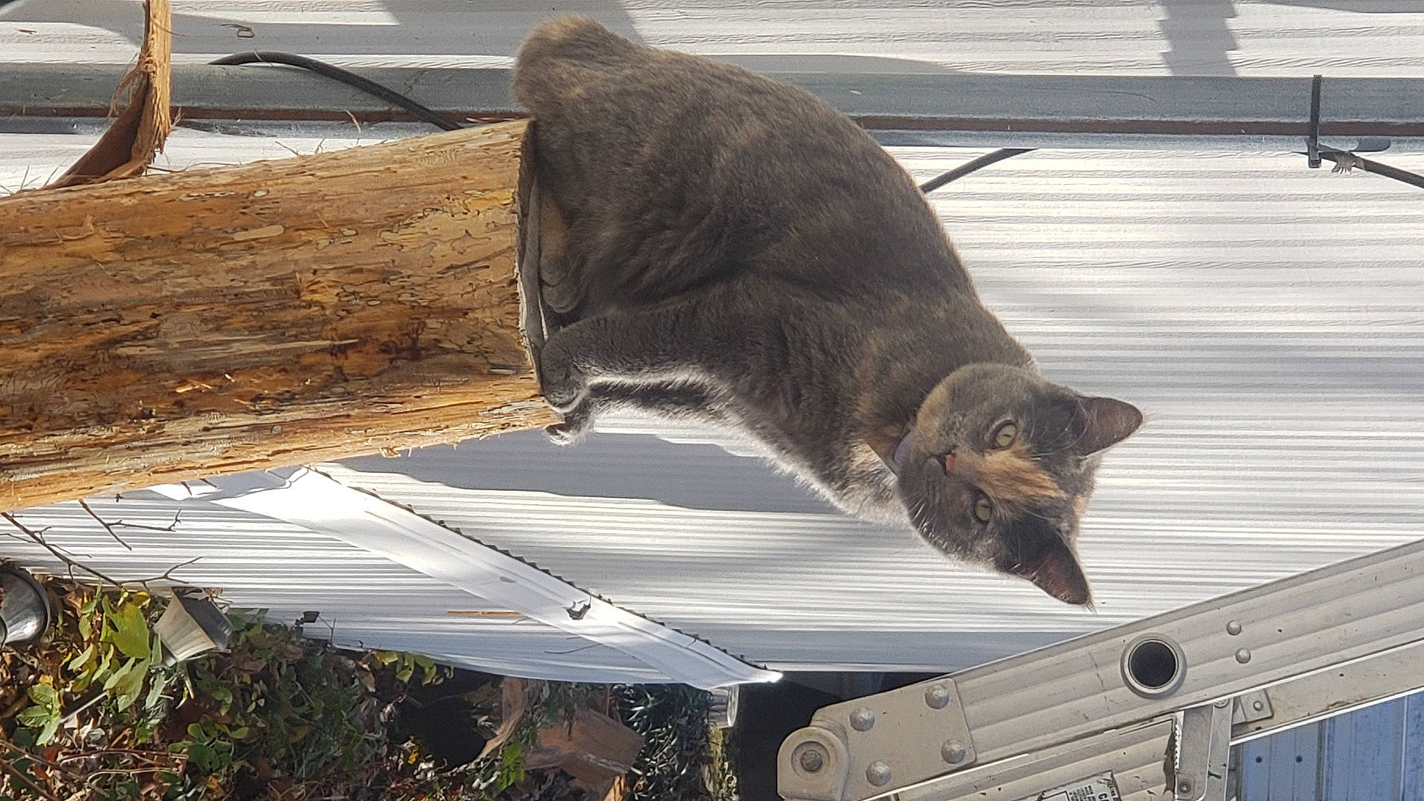 Gypsy joined the competition — help win amazing prizes! canidae, carnivore, cat, domestic_short_haired_cat, felidae, fur, grass, plant, roof, small_to_medium_sized_cats, snout, tail, terrestrial_animal, trunk, twig, whiskers, wildlife, wood