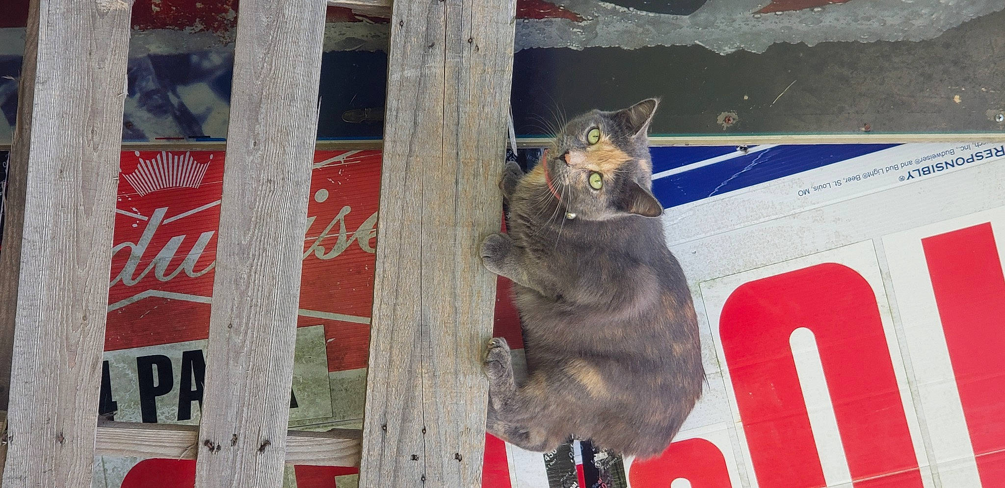 Gypsy is registered to the contest to win money with this photo: claw, domestic_short_haired_cat, felidae, font, fox_squirrel, fur, grey_squirrel, paw, plant, rodent, small_to_medium_sized_cats, snout, squirrel, tail, terrestrial_animal, tree, whiskers, wildlife